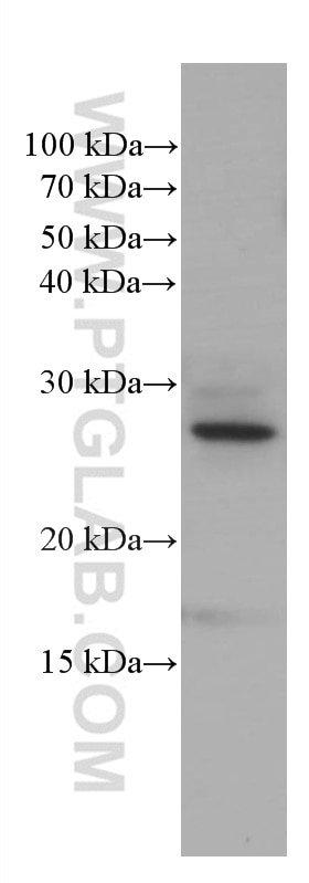 Western Blot (WB) analysis of Neuro-2a cells using PEBP1 Monoclonal antibody (66438-1-Ig)