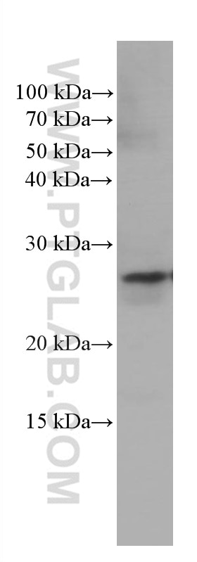 Western Blot (WB) analysis of PC-12 cells using PEBP1 Monoclonal antibody (66438-1-Ig)