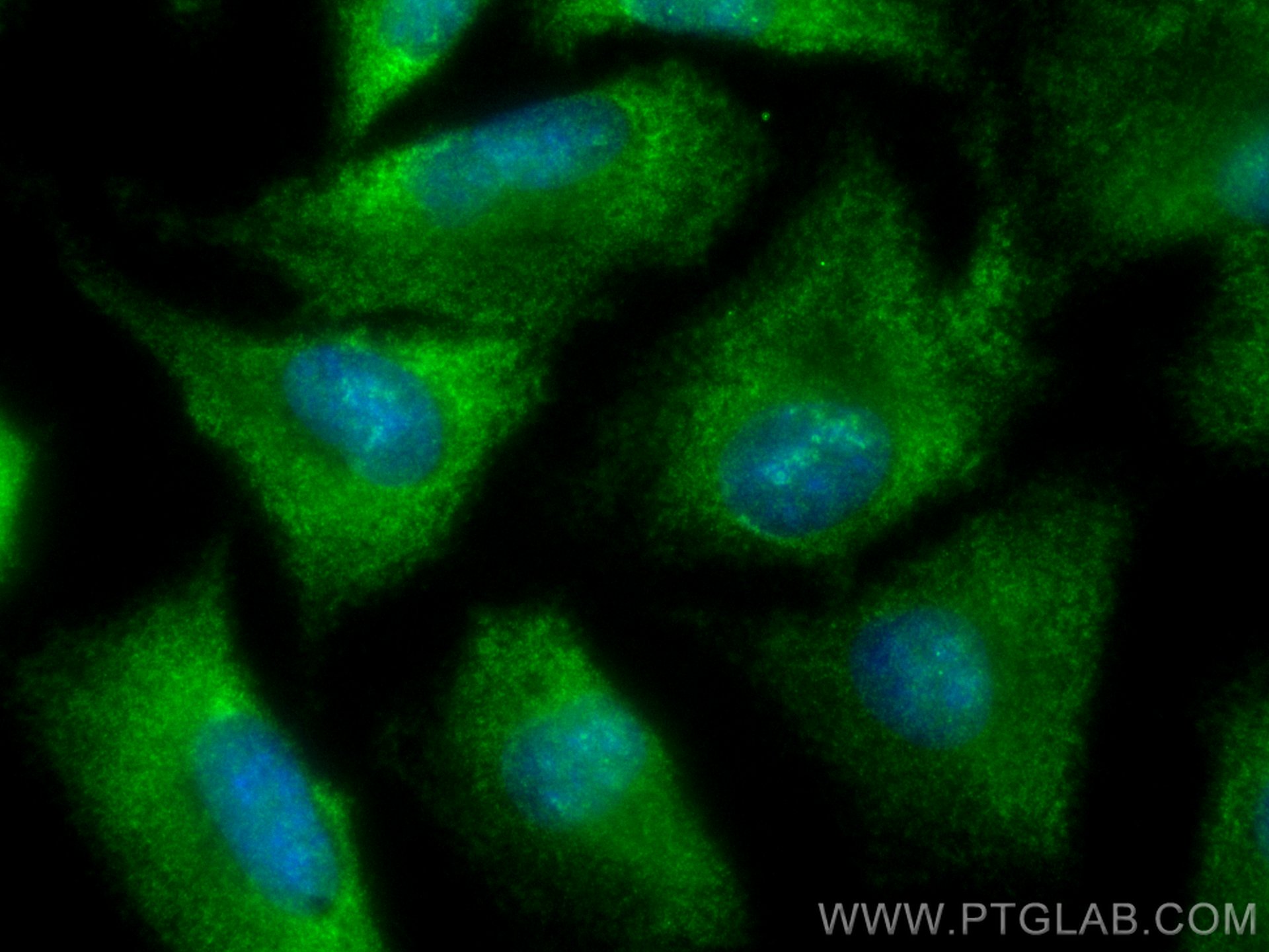 Immunofluorescence (IF) / fluorescent staining of A549 cells using CoraLite® Plus 488-conjugated PEBP1 Monoclonal ant (CL488-66438)