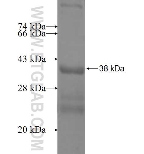 PEBP1 fusion protein Ag0864 SDS-PAGE