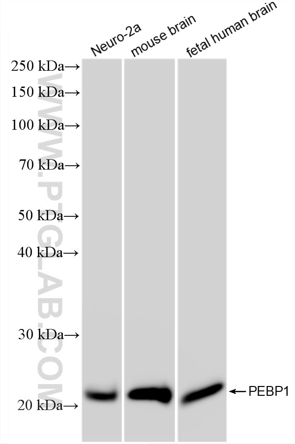 WB analysis using 88106-1-RR Western Blot (WB) analysis of various lysates using PEBP1/RKIP Recombinant monoclonal antibody (88106-1-RR)
