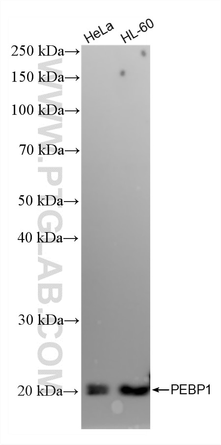 WB analysis using 88106-1-RR Western Blot (WB) analysis of various lysates using PEBP1/RKIP Recombinant monoclonal antibody (88106-1-RR)