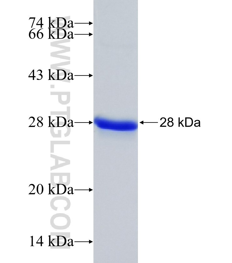 PEBP4 fusion protein Ag9710 SDS-PAGE