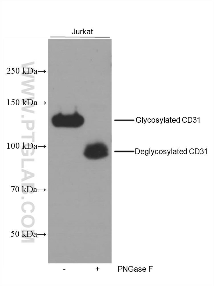 Western Blot (WB) analysis of Jurkat cells using CD31 Monoclonal antibody (66065-1-Ig)