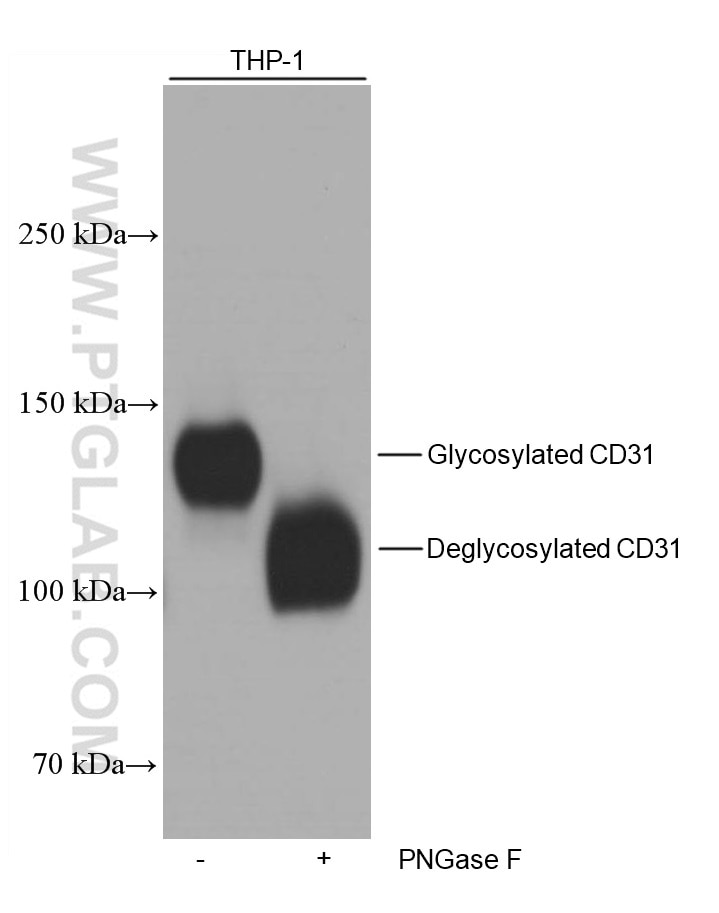Western Blot (WB) analysis of THP-1 cells using CD31 Monoclonal antibody (66065-1-Ig)