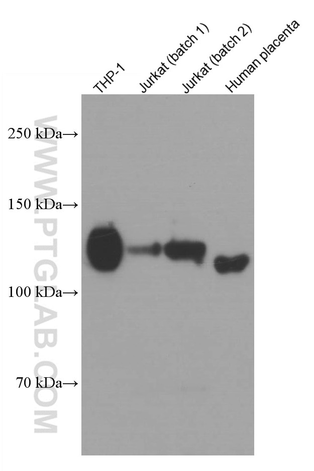 Western Blot (WB) analysis of various lysates using CD31 Monoclonal antibody (66065-1-Ig)