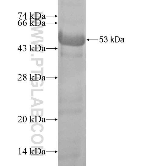 CD31 fusion protein Ag19730 SDS-PAGE
