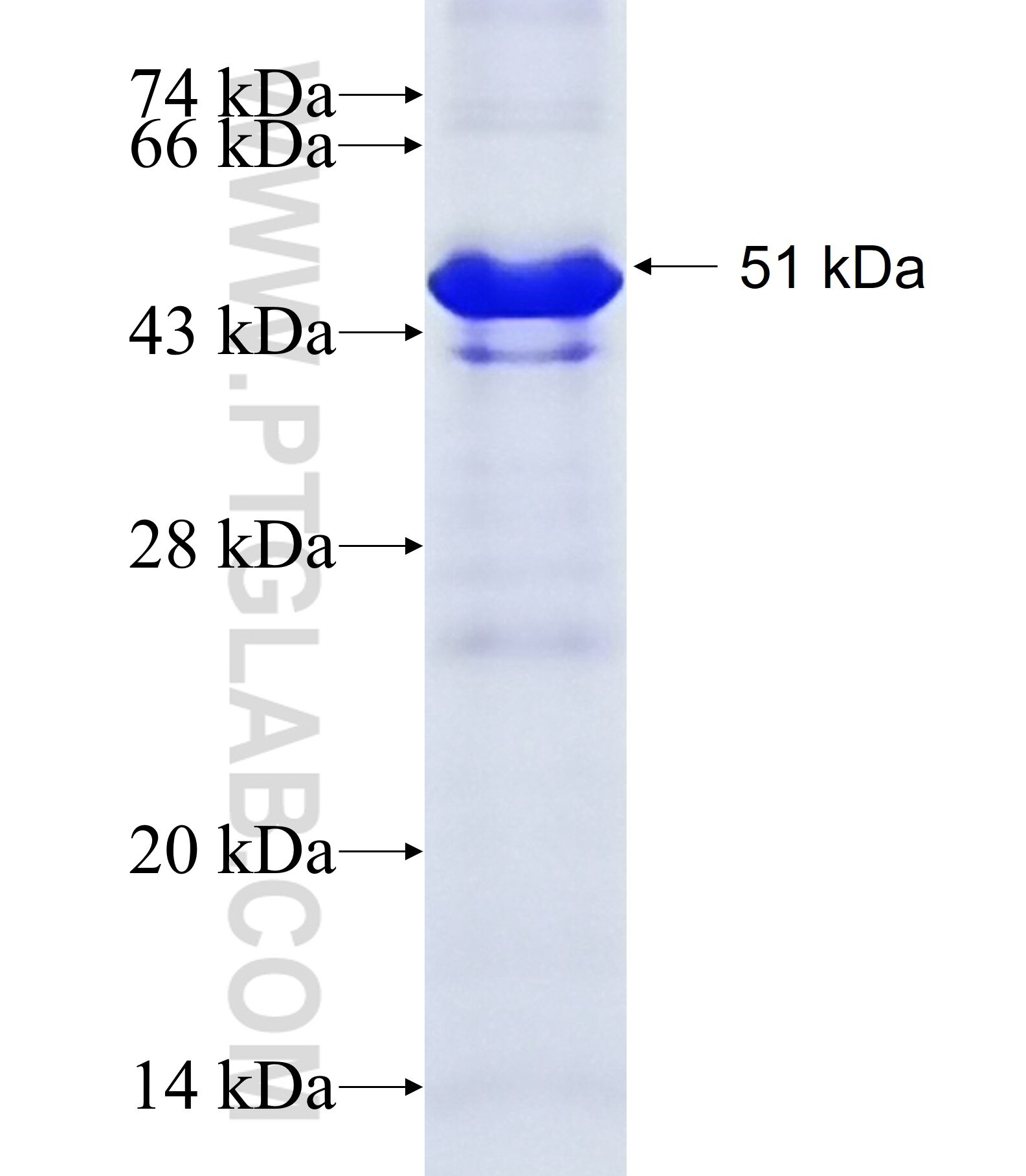 CD31 fusion protein Ag19730 SDS-PAGE