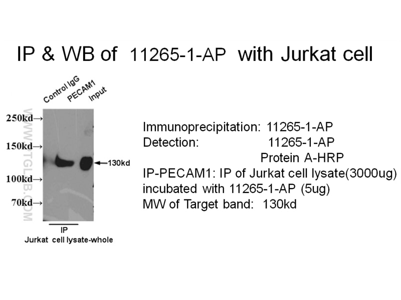 CD31