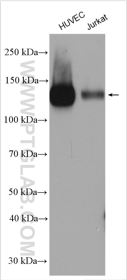 WB analysis of HUVEC using 11265-1-AP