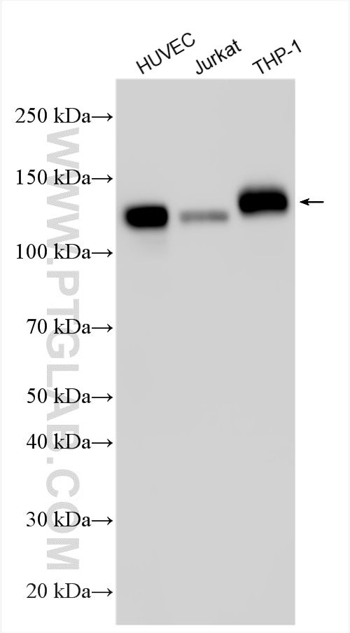 Western Blot (WB) analysis of various lysates using CD31 Polyclonal antibody (11265-1-AP)