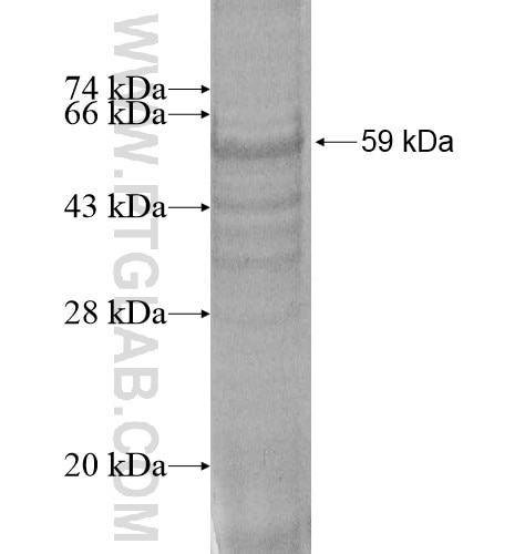 PECI fusion protein Ag14211 SDS-PAGE