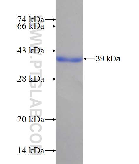PECI fusion protein Ag14611 SDS-PAGE