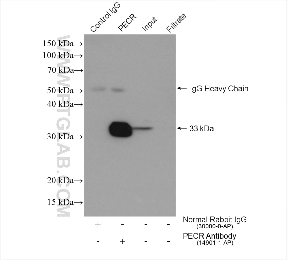 Immunoprecipitation (IP) experiment of mouse liver tissue using PECR Polyclonal antibody (14901-1-AP)