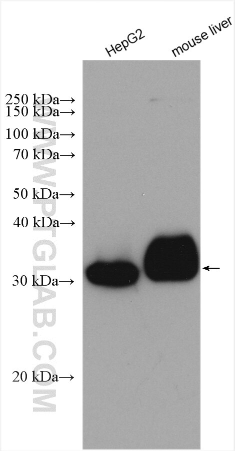 Western Blot (WB) analysis of various lysates using PECR Polyclonal antibody (14901-1-AP)