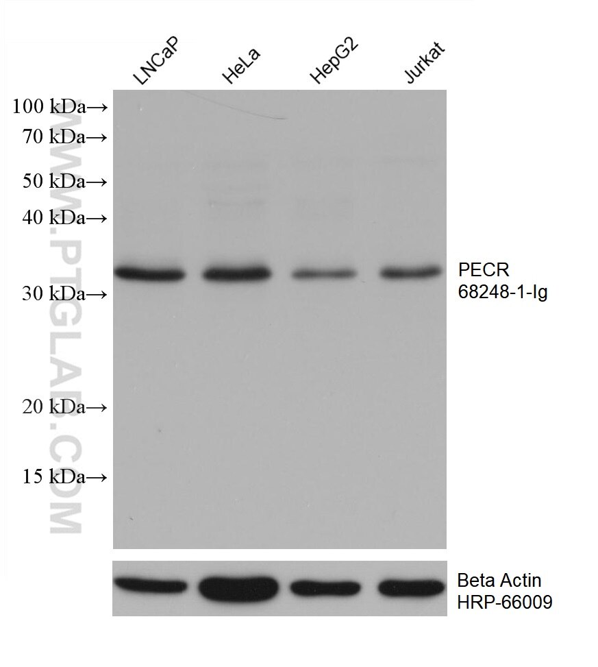 Western Blot (WB) analysis of various lysates using PECR Monoclonal antibody (68248-1-Ig)