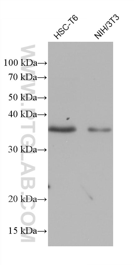 Western Blot (WB) analysis of various lysates using PECR Monoclonal antibody (68248-1-Ig)
