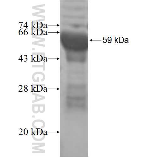 PECR fusion protein Ag6693 SDS-PAGE