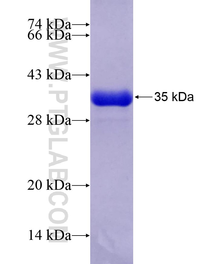 PECR fusion protein Ag7022 SDS-PAGE
