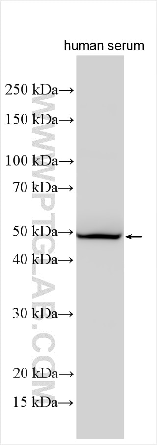WB analysis of human serum using 26045-1-AP