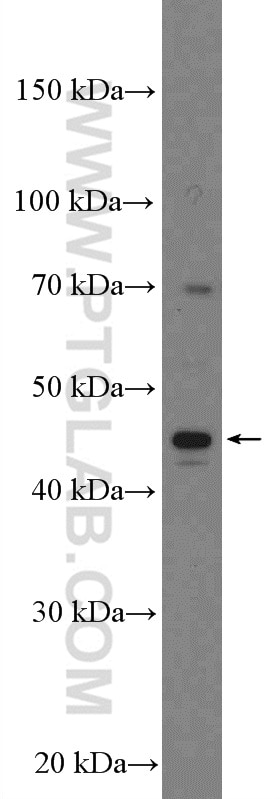 Western Blot (WB) analysis of A375 cells using PEDF Polyclonal antibody (26045-1-AP)