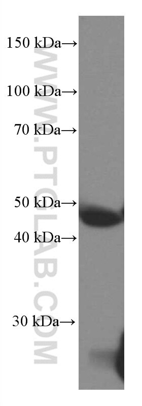 Western Blot (WB) analysis of pig plasma using PEDF Monoclonal antibody (66554-1-Ig)