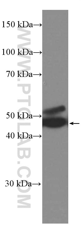 Western Blot (WB) analysis of human blood using PEDF Monoclonal antibody (66554-1-Ig)