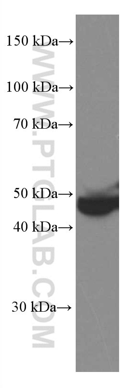 Western Blot (WB) analysis of human plasma using PEDF Monoclonal antibody (66554-1-Ig)