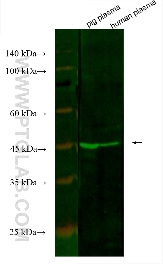 Western Blot (WB) analysis of various lysates using CoraLite® Plus 488-conjugated PEDF Monoclonal anti (CL488-66554)