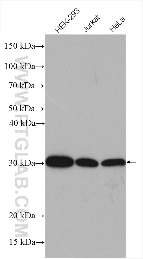 Western Blot (WB) analysis of various lysates using PEF1 Polyclonal antibody (10151-1-AP)