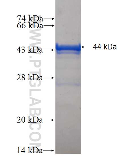 PEF1 fusion protein Ag0198 SDS-PAGE