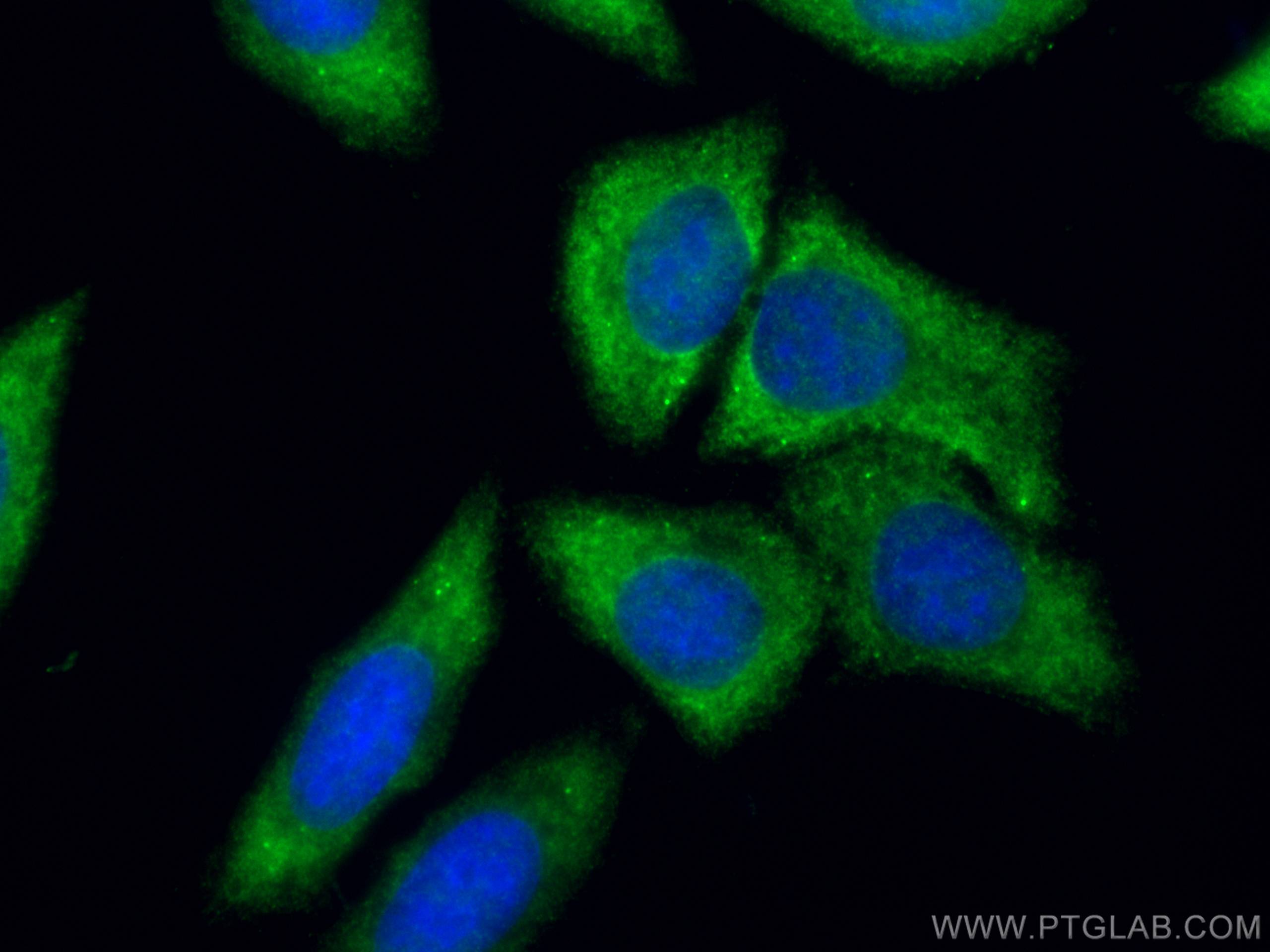 Immunofluorescence (IF) / fluorescent staining of HepG2 cells using PEG10 Polyclonal antibody (14412-1-AP)