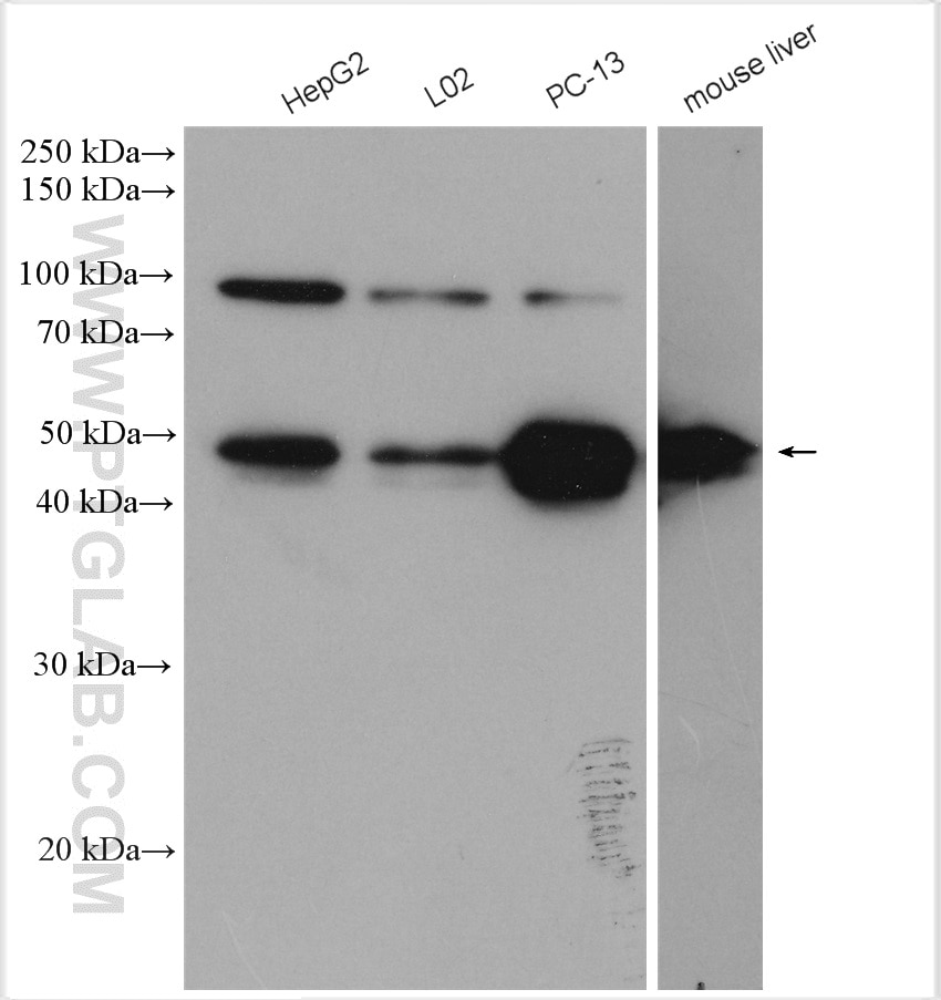 Western Blot (WB) analysis of various lysates using PEG10 Polyclonal antibody (14412-1-AP)