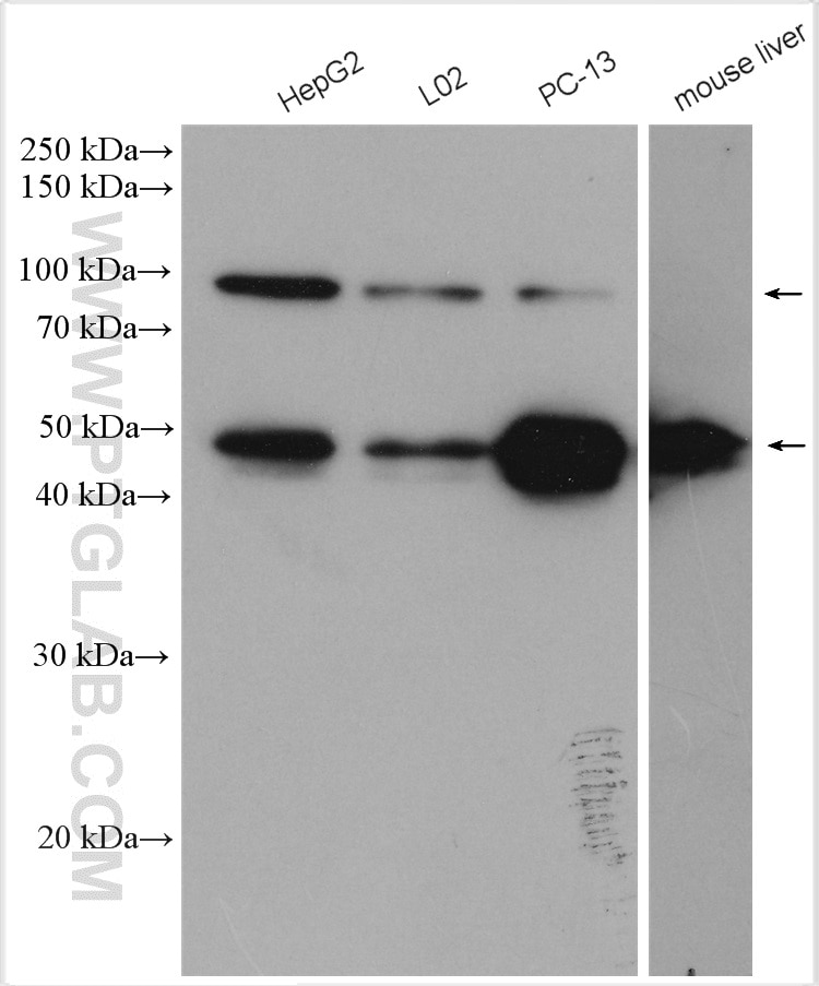 Western Blot (WB) analysis of various lysates using PEG10 Polyclonal antibody (14412-1-AP)