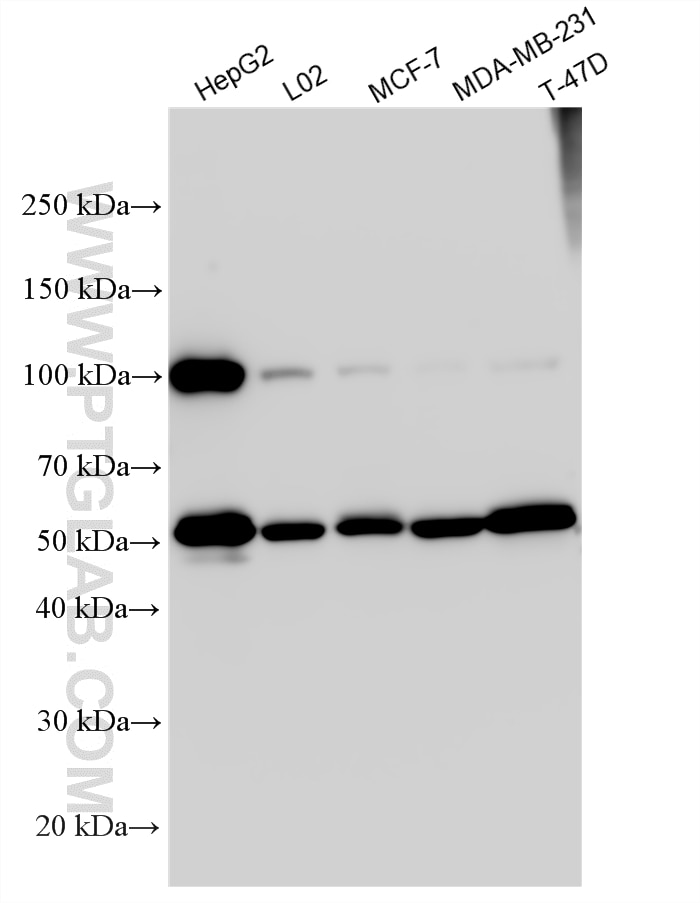 Western Blot (WB) analysis of various lysates using PEG10 Polyclonal antibody (14412-1-AP)