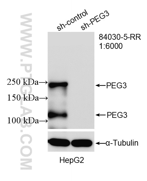WB analysis of HepG2 using 84030-5-RR Western Blot (WB) analysis of HepG2 cells using PEG3 Recombinant monoclonal antibody (84030-5-RR)