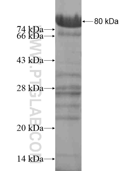 PEG3 fusion protein Ag20132 SDS-PAGE