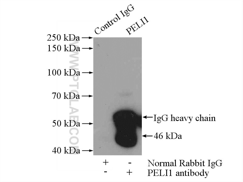 Immunoprecipitation (IP) experiment of SH-SY5Y cells using PELI1 Polyclonal antibody (12053-1-AP)