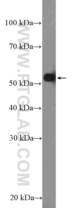 Western Blot (WB) analysis of THP-1 cells using PELI1 Polyclonal antibody (12053-1-AP)