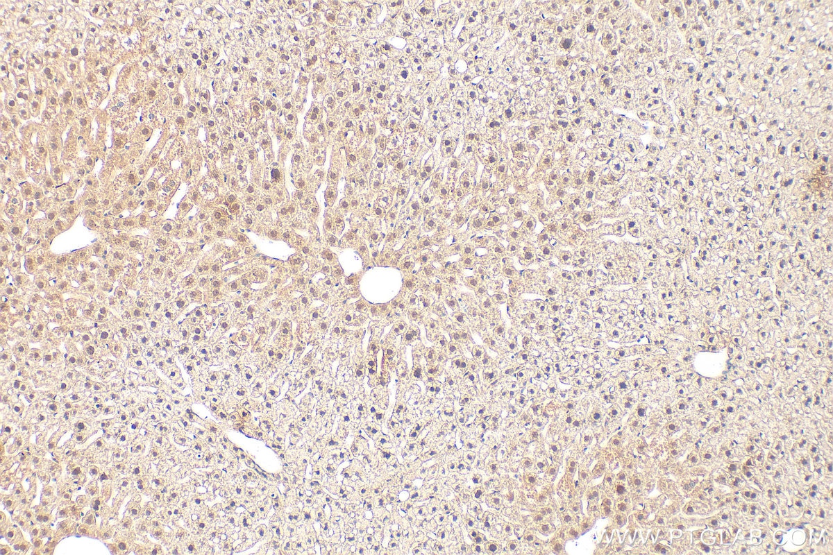 Immunohistochemistry (IHC) staining of mouse liver tissue using PELI1 Recombinant monoclonal antibody (87624-2-RR)