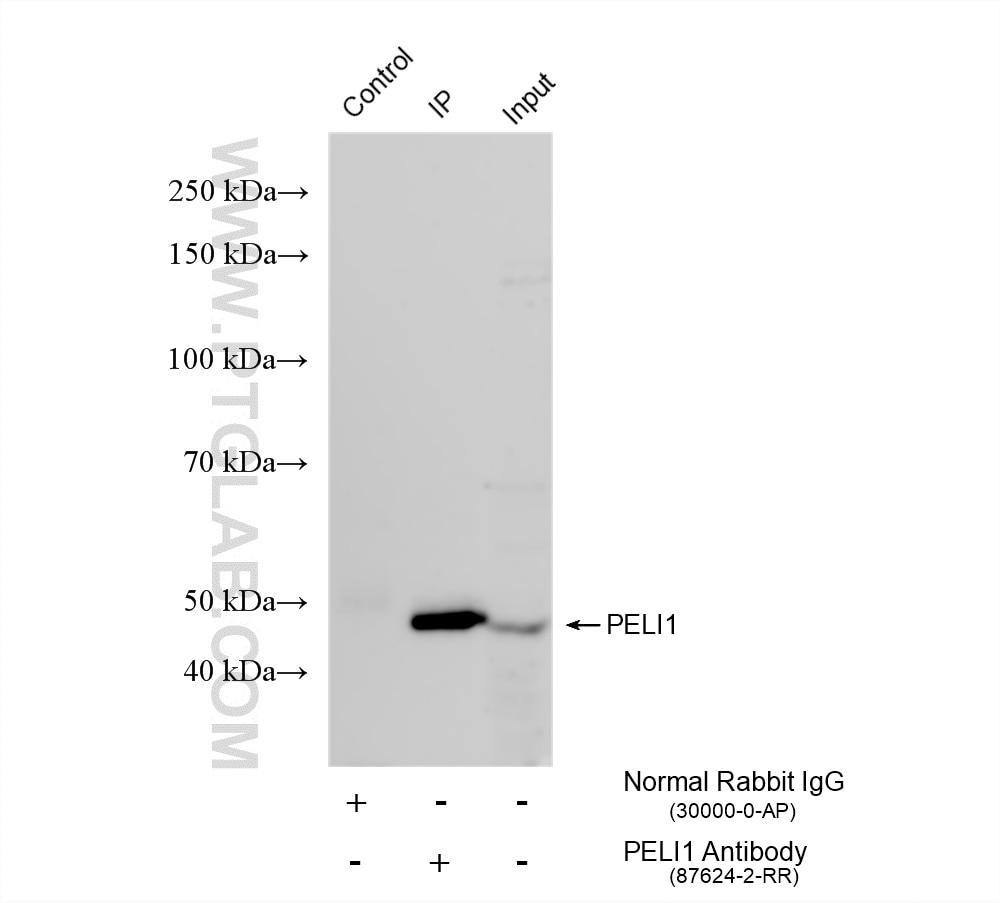 Immunoprecipitation (IP) experiment of mouse brain tissue using PELI1 Recombinant monoclonal antibody (87624-2-RR)
