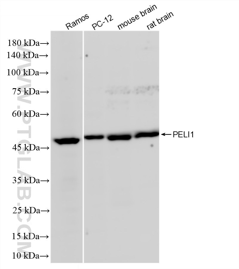 Western Blot (WB) analysis of various lysates using PELI1 Recombinant monoclonal antibody (87624-2-RR)