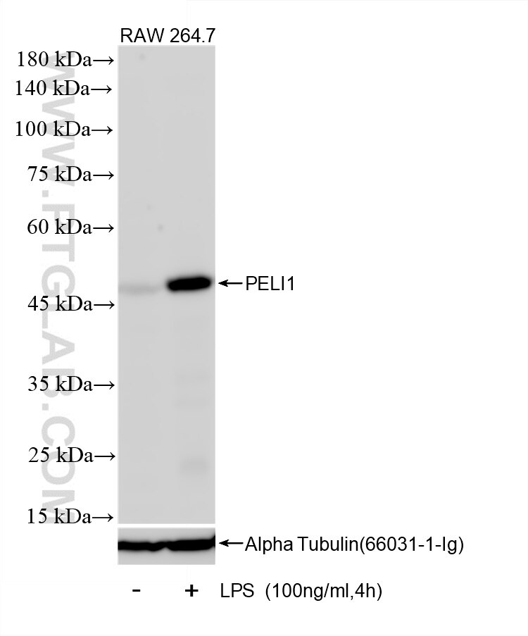 Western Blot (WB) analysis of RAW 264.7 cells using PELI1 Recombinant monoclonal antibody (87624-2-RR)