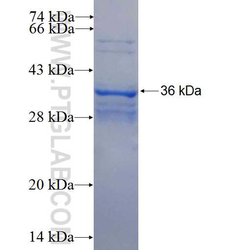 PELI1 fusion protein Ag2683 SDS-PAGE