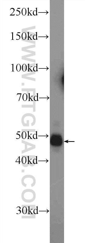 Western Blot (WB) analysis of mouse testis tissue using PELI2 Polyclonal antibody (16097-1-AP)