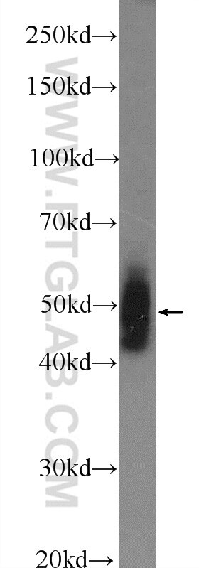 Western Blot (WB) analysis of mouse spleen tissue using PELI2 Polyclonal antibody (16097-1-AP)