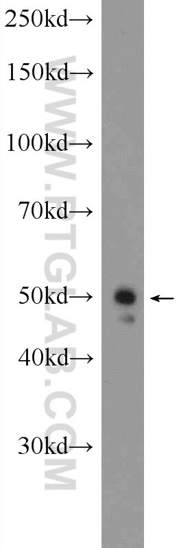 Western Blot (WB) analysis of mouse lung tissue using PELI2 Polyclonal antibody (16097-1-AP)