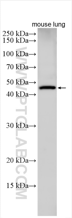 Western Blot (WB) analysis of various lysates using PELI2 Polyclonal antibody (16097-1-AP)