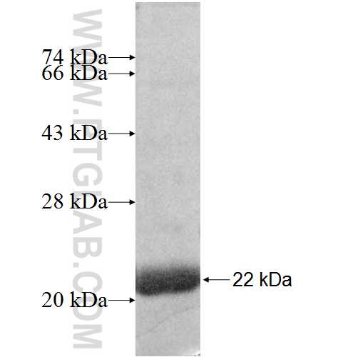 PELI2 fusion protein Ag9103 SDS-PAGE