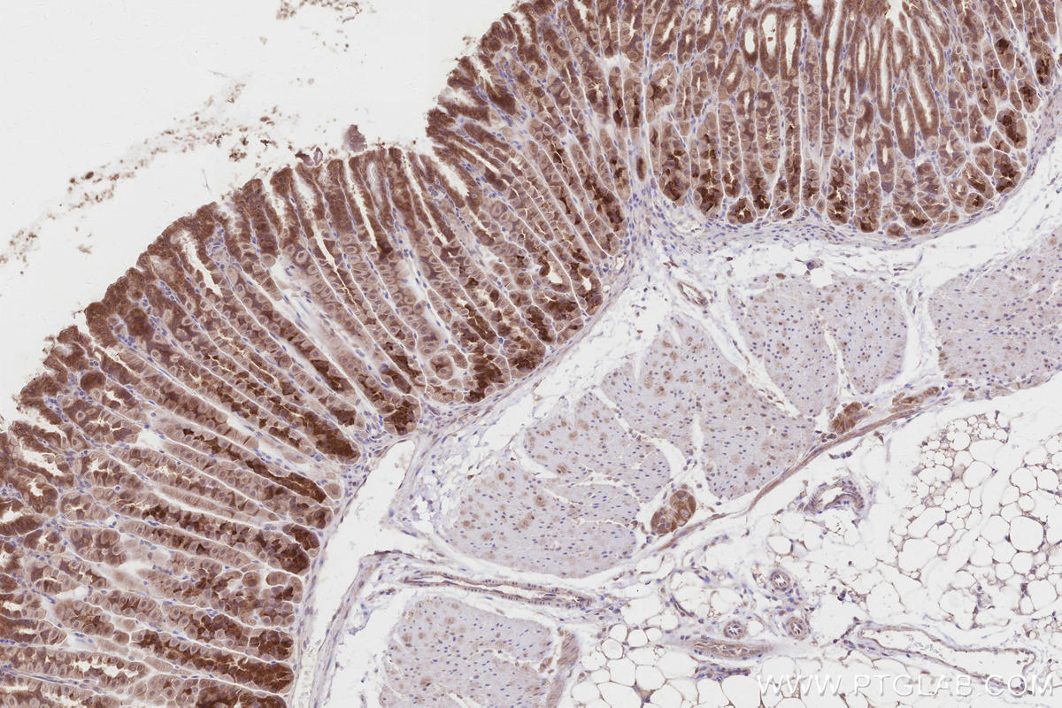 Immunohistochemistry (IHC) staining of mouse stomach tissue using PELO Polyclonal antibody (10582-1-AP)